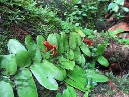 gorgeous jungle poison