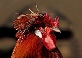 rooster bird male red head