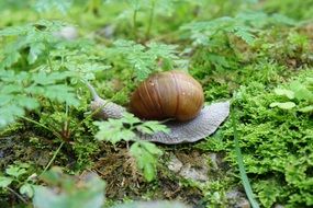 snail on the moss