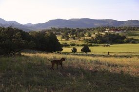 summer in colorado countryside