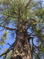 grand trunk of a large tree