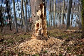 hollows in tree trunk in forest