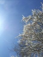 Tree with the snow on it