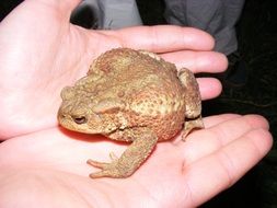 brown toad on hands
