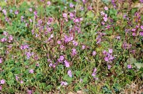 incomparable purple garden flowers