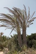 palm trees in Fuerteventura