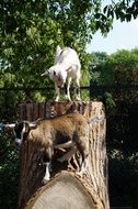 young goats in the zoo
