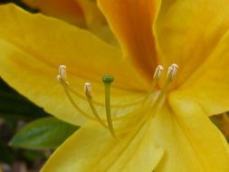 pollen of yellow plant close-up on blurred background