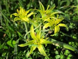 yellow gagea villosa flowers in spring close-up on blurred background