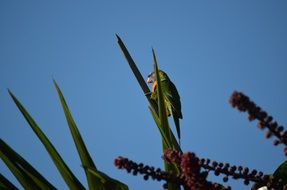 rainbow lorikeet bird