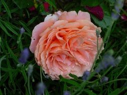 Dew on the pink rose