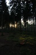 trees in the forest in the dark