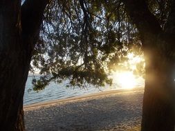 view of the beach through the trees