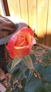 red rose in the garden near a wooden fence