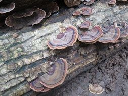 picture of beautiful tree mushrooms on the trunk