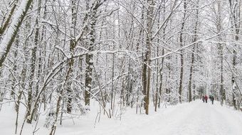 people on snowy forest road in winter