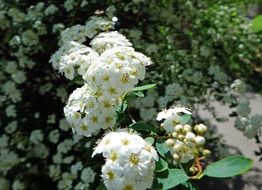 white flowers on a spring bush