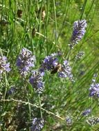 lavender plants in meadow