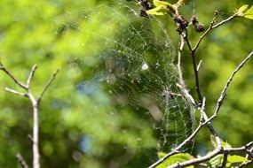 spider web on a dry tree branch
