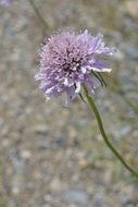 purple fluffy flower on a stone background