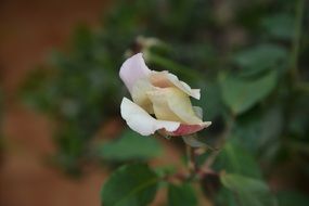 White flower rose plant button