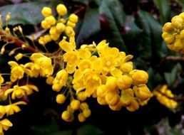 Tiny Yellow spring flowers in a botanical garden