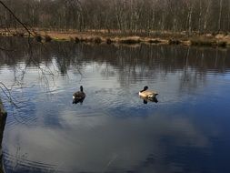 ducks on the lake in the woods