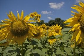 amazing sunflower field at summer