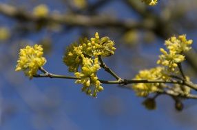 flower blossom in May