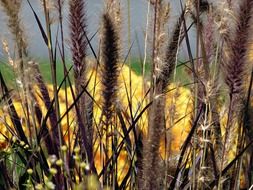 close up photo of grasses in autumn