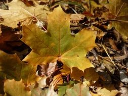 autumn leaves in bright sun close up