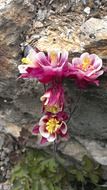 pink flowers on stone