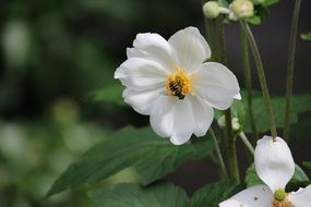 small insect on white garden flower