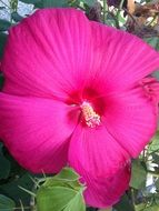 big bright pink flower close up