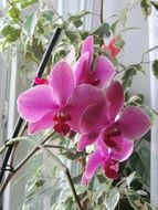 pink orchid on the windowsill