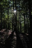 shadows of trees in a thicket of forest