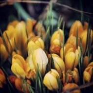 large bouquet of yellow tulips close-up