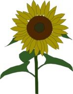 Drawing of the sunflower