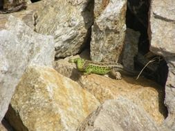 sand lizard on granite stones
