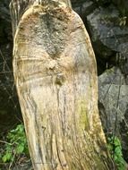 cut tree trunk
