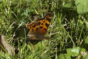 orange with black spots butterfly on grass