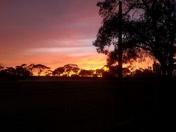 silhouette of trees on a purple sunrise