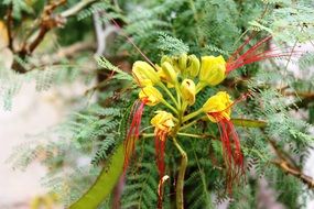 blooming Caesalpinia close up