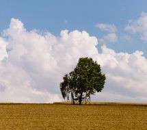Green tree on a empty meadow