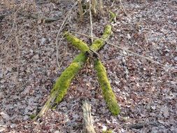wooden cross with green moss