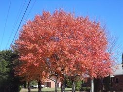 pink autumn tree in the village