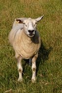 sheep grass rush