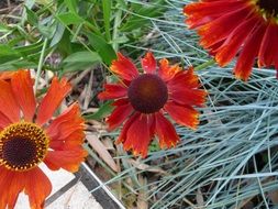 blooming daisies in the garden