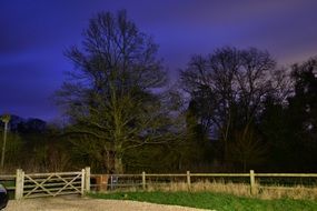 trees night country