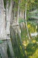 cypress trees are reflected in the river